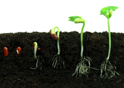 Sequance of bean seeds germination in soil